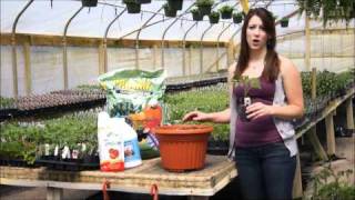 Transplanting Tomato Plants for Beginners A StepbyStep Guide [upl. by Enyrhtak214]