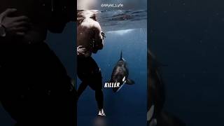 Why Orcas Are Called Killer Whales facts animals love shorts [upl. by Barb747]