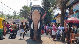 വഴിയരികിൽ കണ്ട കരിമ്പ് എടുത്ത് അയ്യപ്പൻ  Chirakkatt Ayyappan Elephant in Kerala  ആന [upl. by Aihsetel]