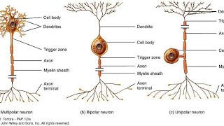 Sistem Saraf part 1  neuroglianeuron bentuk fungsi mekanisme [upl. by Shultz737]