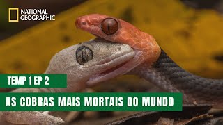 As Cobras Mais Perigosas do Mundo  Cobras da África  Temporada 1 Episódio 2 [upl. by Tearle]