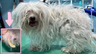 This Matted Dog Had Only 1 Finger [upl. by Auqinimod]