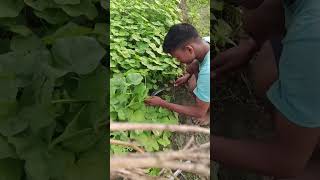 Laph sag Kisan shortvlog vlog shivamvlog nature shortvideo [upl. by Zel]