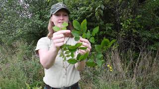 Invasive Plants of MidMissouri  Lauren Pile [upl. by Hacker]