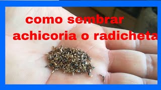 🌿COMO CULTIVAR ACHICORIA  RADICHETA 🌿 vegetales para la salud [upl. by Brieta]