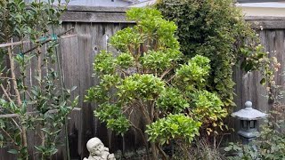 Pieris Japonica Cloud Pruning 2021 Part 3 of 3 [upl. by Ramsdell]