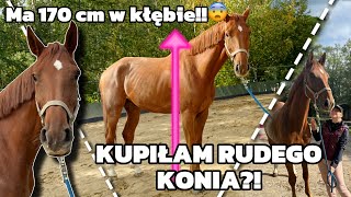 KUPIŁAM SPORTOWEGO KONIA 🫣😱  VLOG 39 [upl. by Ellecram]