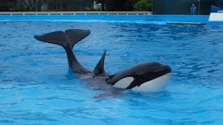 Nalani Slides Out in Dine With Shamu [upl. by Cassi]