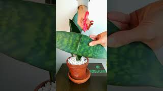 Whale Fin Sansevieria Masoniana PROPAGATION [upl. by Placidia]