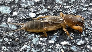 Mole cricket  October 26 2023 [upl. by Scottie649]