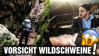 Wildschweine im Wald direkt neben uns Schnell auf die Schrammsteine [upl. by Blaseio]