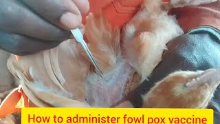 How to vaccinate against fowl pox disease [upl. by Alek413]