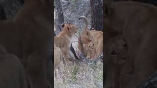 Lovely Moments of Lion Family 🦁 Meet the Cutest Baby Lions 📹See the True Behavior of Lions Up Close [upl. by Heady19]