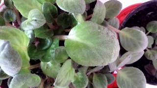 African Violet Saintpaulias clusters have sprouted from numerous leaf cuttings [upl. by Dole]