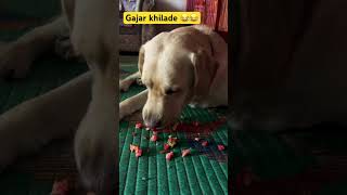 Taare nhi Gajar 🥕 dil ade 🙃😂🌹 labrador shorts attitude funny munna dogvideo [upl. by Sabah168]