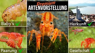 Oranger Zwergflusskrebs  Cambarellus patzcuarensis  LEXIKON DER AQUARISTIK mit Chris Lukhaup [upl. by Jabez233]