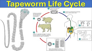 Taenia solium The Pork Tapeworm Life Cycle  Infection Symptoms Prevention and Treatment [upl. by Kwang666]