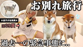 【迷子犬に遭遇】離れて暮らす柴犬こまちゃん達との旅行が予想外のハプニングamp癒しの回になりました。「飼い主熱暴走する」 [upl. by Tatianna]