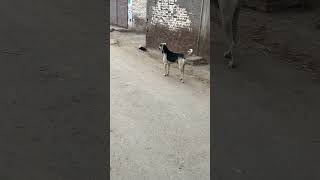 Dog is looking for something ytviral dog doglover [upl. by Albrecht]