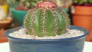 Melocactus curvispinus variegated [upl. by Akinak]