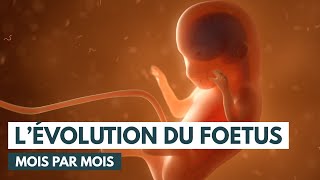 Le développement du fœtus  Évolution grossesse  Animation 3D [upl. by Alolomo]