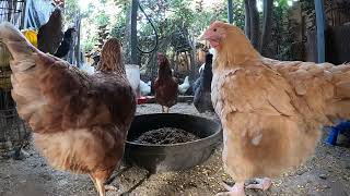 Backyard Chickens Snacking Eating Sounds Noises Relaxing Hens Clucking Roosters Crowing [upl. by Niwred430]