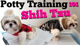 How to Potty Train your Shih Tzu PUPPY [upl. by Sivartal]