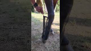 Protectores repelente de moscas para las patas de los caballos [upl. by Aniteb538]