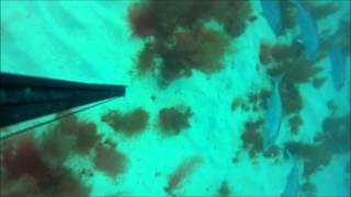 Spearfishing Steinhatchee Gulf of Mexico [upl. by Laurence]