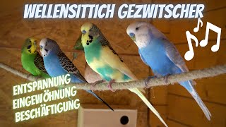 Wellensittiche zwitschern unterhalten sich balzen und fressen [upl. by Lewin691]