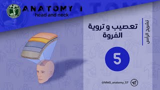 تعصيب وتروية الفروة innervation and arterial supply of scalp [upl. by Phillips281]