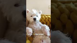 My Westie loves his personal space but 😅  Funny dog shorts [upl. by Lali]