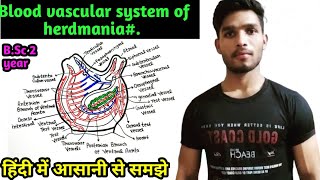 Blood vascular system of herdmania BSc 2 year zoology [upl. by Papert]