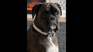 Brindle Boxer dog demands tea [upl. by Ahsasal137]