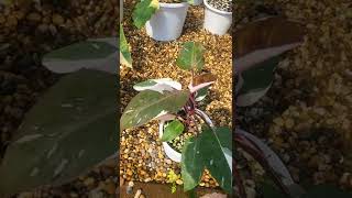 Philodendron Red Anderson Thailand Variegated Plant Tour thefirstplant [upl. by Nimad797]