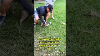 This Cat’s Head Was Stuck in a Tin Can and You Won’t Believe What Happened Next😍❤️ cat rescue [upl. by Rehpotsirk433]