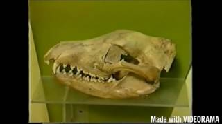 Thylacine Tasmanian Tiger Documentary [upl. by Tindall]