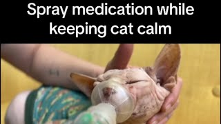 How to administer asthma treatment to a cat [upl. by Dall]