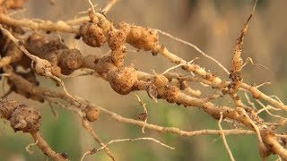 Managing root knot nematodes in vegetables Summary [upl. by Erskine]