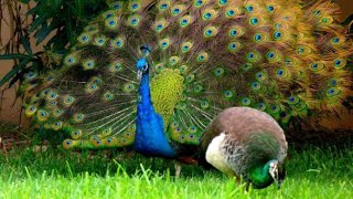 peacock group dance performance peacock peacockdance vlog video [upl. by Yeoj591]