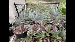 Fall 2023 Silver Bismarck Palm Update Bismarckia Nobilis [upl. by Brody]