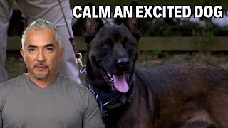 How To Calm A Belgian Malinois Dog  Dog Nation Episode 7  Part 3 [upl. by Natasha]