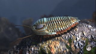 Trilobite an extinct marine arthropod from the Paleozoic Era [upl. by Ilyk]