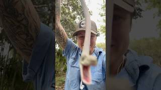 The whip snakes are invading wildaustralia whipsnake snakes snakebite [upl. by Winona]