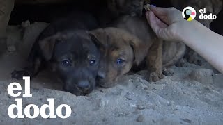 Rescatistas se meten en una cueva para salvar a cachorros que estaban atrapados [upl. by Kowatch]