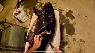 Humongousblue catfish clean and cook [upl. by Gwenneth169]