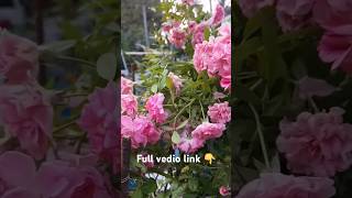 Rose plant growing tipsரோஜா செடி புதிய துளிர்விட [upl. by Seel]