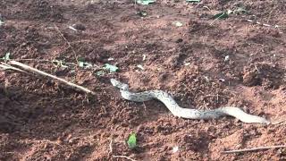 Russell Viper  Highly venomous snake [upl. by Aziar]