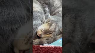 Sleeping Beauty cat catspaw catshorts cute viralvideo [upl. by Sivet]