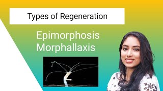 Types of Regeneration  Epimorphosis and Morphallaxis [upl. by Anavoj]